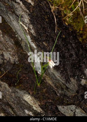 Snowdon Lily or Mountain Spiderwort, gagea or lloydia serotina Stock Photo