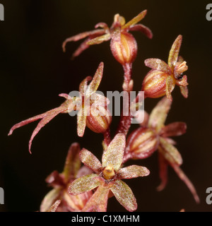 Lesser Twayblade, neottia cordata Stock Photo