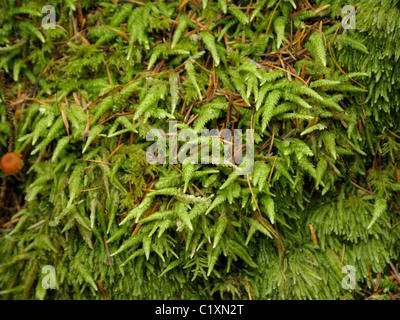 Hypnum cupressiforme, Cypress leaf Plait moss Stock Photo