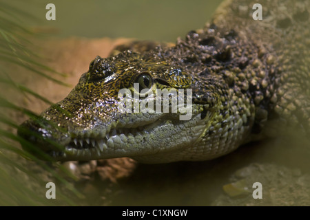 Thankfully safely tucked away behind glass this croc had rather sharp looking teeth Stock Photo