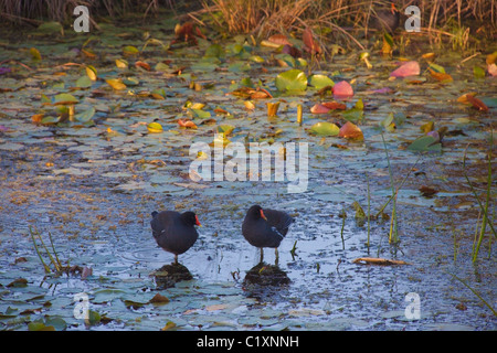 Two moorhens in a lily pond, St Marks National Wildlife Refuge, Florida, USA Stock Photo