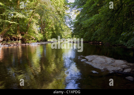 River Dart flowing through Woodland near Colston Road, Buckfastleigh, South Hams, Devon, England, UK Stock Photo