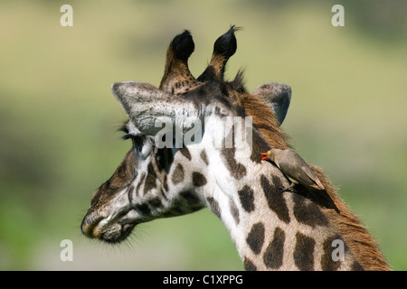 Maasai Giraffe Giraffa camelopardalis tippelskirchi being preened by Red-billed Oxpecker Lake Ndutu Serengeti Tanzania Africa Stock Photo