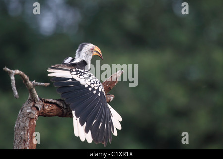 Southern yellow billed hornbill perched with wing out-stretched Stock Photo
