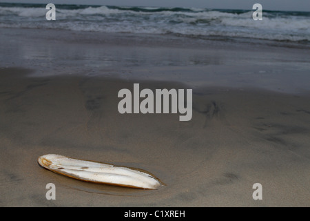 Cuttlebone or cuttlefish bone. Stock Photo