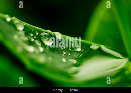 Water drops on a vibrant green leaf Stock Photo