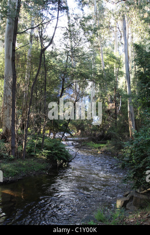 High country stream located in the Yarra Valley near Healesville Stock Photo