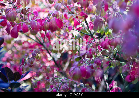 Cornus sanguinea Midwinter Fire leaves Stock Photo