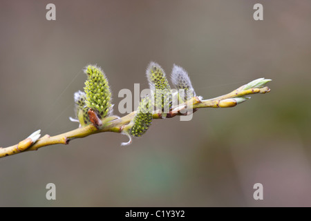 Goat Willow Salix caprea female flowers Stock Photo