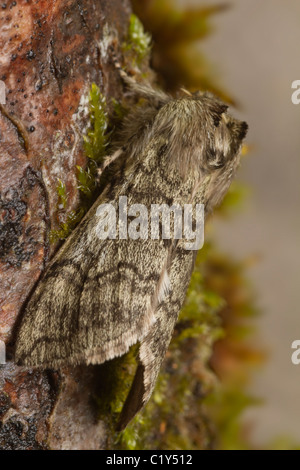 Yellow Horned (Achlya flavicornis galbanus) Stock Photo