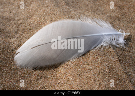 White Feather On The Beach At Ainsdale, Sefton Coast, UK Stock Photo