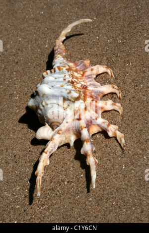 Scorpion Spider Conch Shell Lambis scorpius Stock Photo