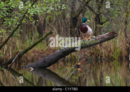 Mallard - drake on branch / Anas platyrhynchos Stock Photo