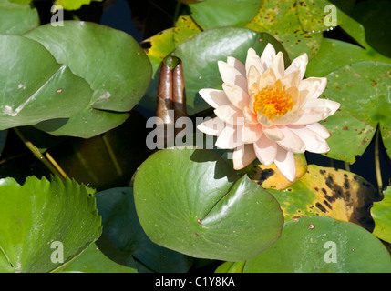 Lilies with green sheet grow from water Stock Photo