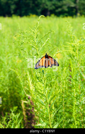 Monarch Butterfly Resting on a Weed in a Field