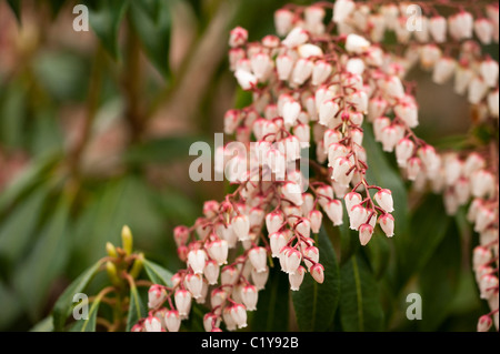 Pieris japonica ‘Dorothy Wyckoff’, Japanese Pieris, in flower in March Stock Photo