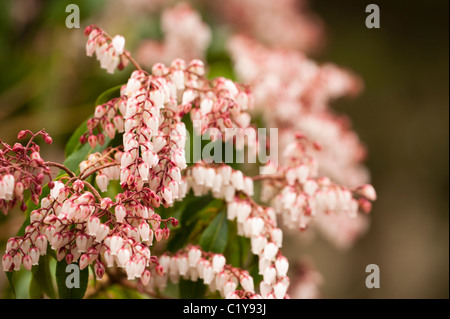 Pieris japonica ‘Dorothy Wyckoff’, Japanese Pieris, in flower in March Stock Photo