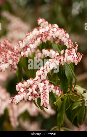 Pieris japonica ‘Dorothy Wyckoff’, Japanese Pieris, in flower in March Stock Photo