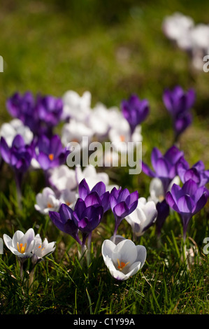 Crocus tommasinianus 'Ruby Giant' and Crocus chrysanthus 'Prince Claus' growing in a garden lawn Stock Photo