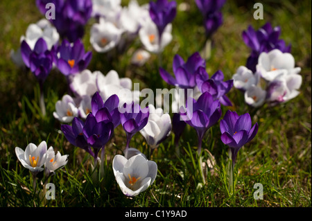 Crocus tommasinianus 'Ruby Giant' and Crocus chrysanthus 'Prince Claus' growing in a garden lawn Stock Photo