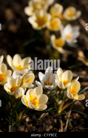 Crocus chrysanthus 'Cream Beauty' in bloom Stock Photo