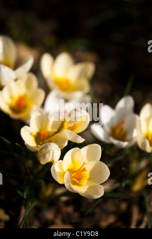 Crocus chrysanthus 'Cream Beauty' in bloom Stock Photo