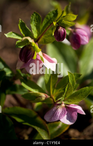 Helleborus orientalis Hillier Hybrid in bloom Stock Photo