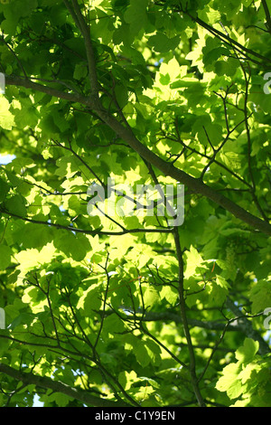 Summer leaves on trees providing shade in woodlands.UK Stock Photo