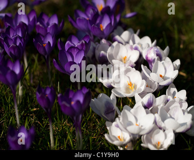 Crocus tommasinianus 'Ruby Giant' and Crocus chrysanthus 'Prince Claus' growing in a garden lawn Stock Photo