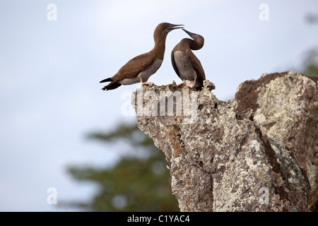 A pair of brown boobies (Sula leucogaster) perched atop a rock on Cocos Island off the coast of Costa Rica. Stock Photo