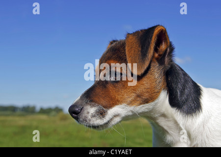 young Jack Russell Terrier dog - portrait Stock Photo