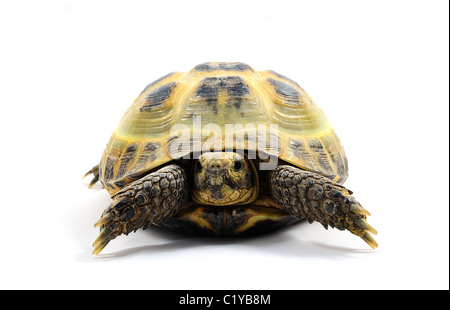 A male Horsefield tortoise (Testudo horsefieldi Stock Photo - Alamy