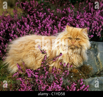 Persian cat between heath Stock Photo