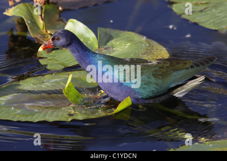 purple gallinule Anhinga Trail Evergaldes National Park Florida Stock Photo