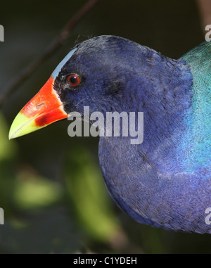 purple gallinule Anhinga Trail Evergaldes National Park Florida Stock Photo