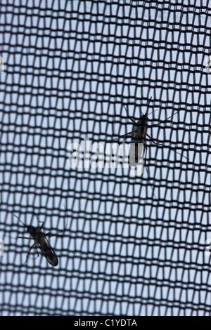 mosquito on tent net Elliott Key Biscayne National Park Floirda Stock Photo