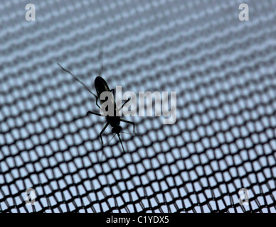 mosquito on tent net Elliott Key Biscayne National Park Floirda Stock Photo