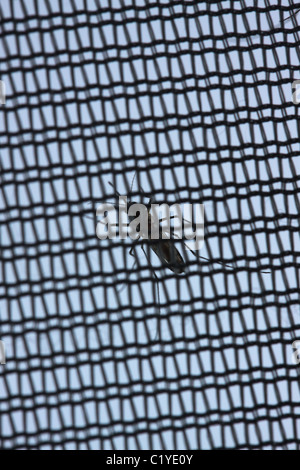 mosquito on tent net Elliott Key Biscayne National Park Floirda Stock Photo