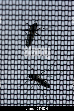 mosquito on tent net Elliott Key Biscayne National Park Floirda Stock Photo