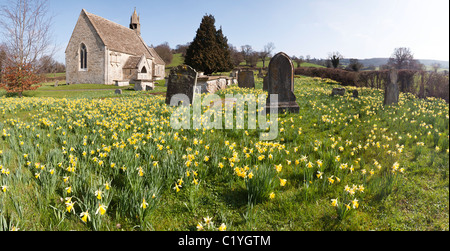A panoramic view of daffodils in springtime at the church of St John the Baptist in the village of Harescombe, Gloucestershire