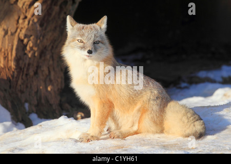 Corsac fox - sitting in snow / Vulpes corsac Stock Photo