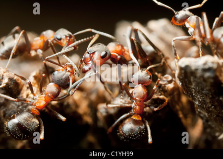slave-making blood red ants (Formica sanguinea) Stock Photo