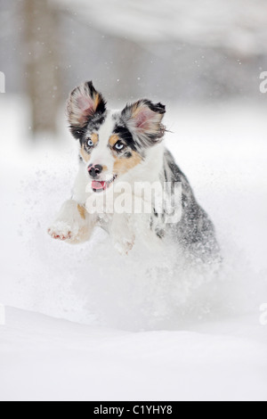 Miniature Australian Shepherd dog - running in snow Stock Photo