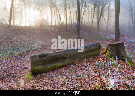 Hoar frost and mist in winter on a footpath in Maitlands Wood on Scottsquar Hill in the Cotswolds at Edge, Gloucestershire Stock Photo