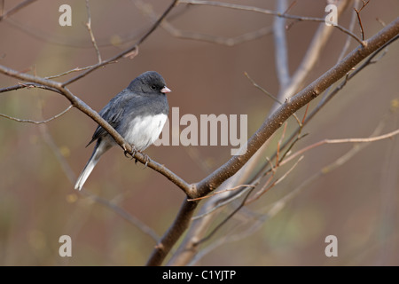 Junco bird hi-res stock photography and images - Alamy