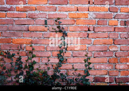 Old brick wall texture with some plant growing on it. Stock Photo