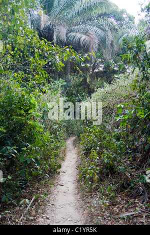 track in the forest, Betou,Ubangi River,Republic of Congo Stock Photo