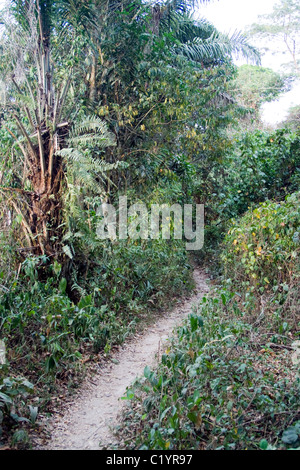 track in the forest, Betou,Ubangi River,Republic of Congo Stock Photo