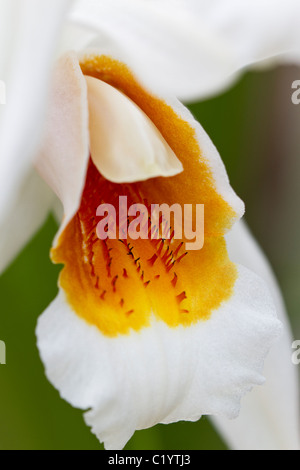 Odontioda orchid closeup. Stock Photo