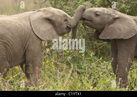 Stock photo of two baby elephants playing with their trunks. Stock Photo